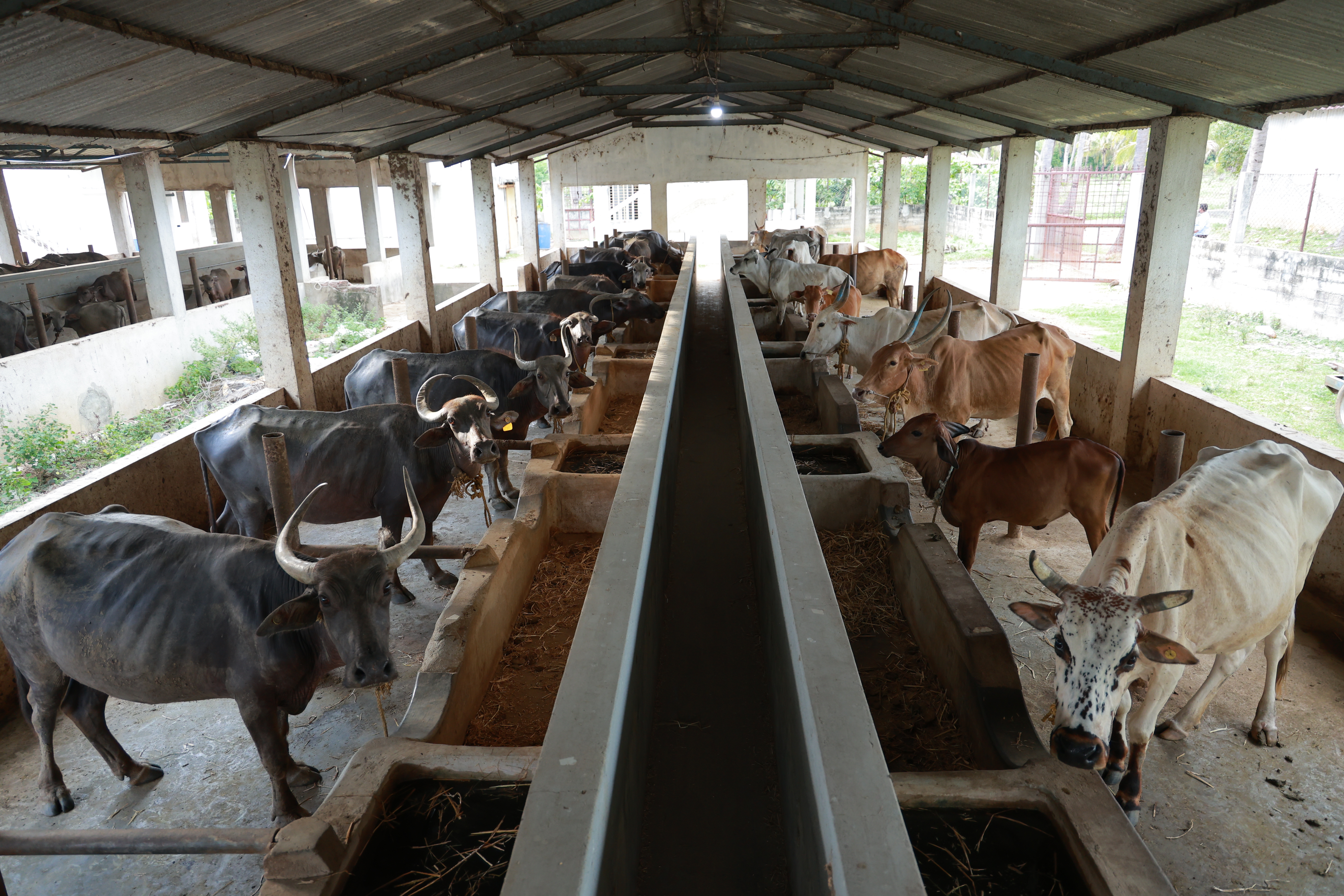 Cattle grazing on lush green pastures at Annapoorna Farms